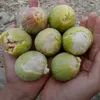 akrambaladi181