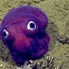 iman_octopus