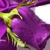 abdullah.habib066