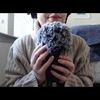 ASMR Honeybee