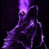 purplewofl115