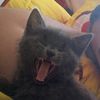 littlegraysashi