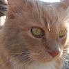 jimmypitt003