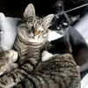 tiggerandhope