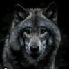 wolfwatch05