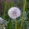 antolongobucco8