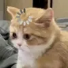 ist.baoanhh