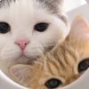 wimiawmiaw