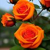 almas.nayab.777