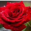 areeshy8682
