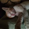 c_nadz_toh