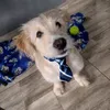 koda_226