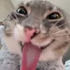 kyutiepatootieee