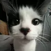 zwevikxxxxx