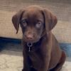 mollythechocolatelab2021