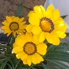 isaq428