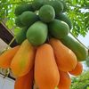 papaya123560