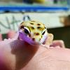 sunnythegecko