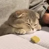 i_love_cats205