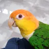 nigatahmed