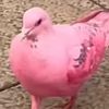 pinkpidgy