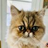 moochiethemogwi