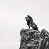 llion_001
