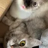 mochimingtofu
