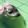 seals4life