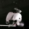 iyanna_junni