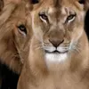 azaazz16