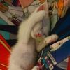 dodoy_0096