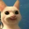 bemeowunbox