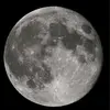 luna..loba_nocturna
