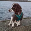 kobithespaniel