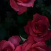 user98683574129121