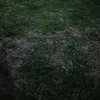 cricketmorekhunda4