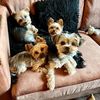 yorkiechannel