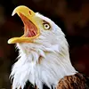 eagle_0047