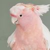 charley_bird16