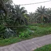 ayam_gorengahh