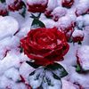 lillianj_01