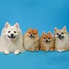 tuftofpoms