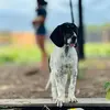 hounds,cães de trabalho