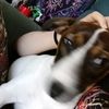 420puppy420