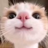 xtcjwoam