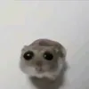 drsrzrz