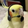 radicalmiso