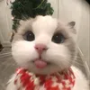nuhbeaxx