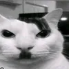 ghgwwwtiktokcom